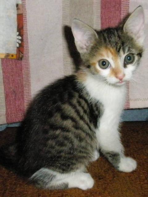 clip_image002